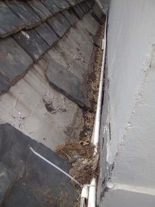 Slate Roof Repairs